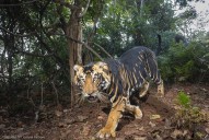 Odisha launches tiger population survey in Similipal reserve