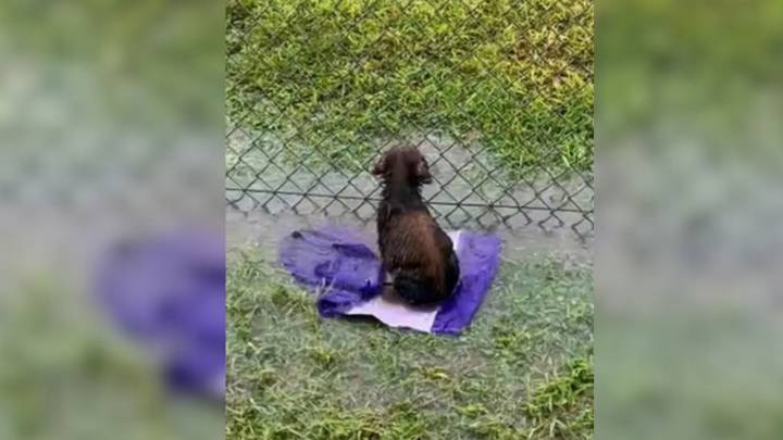 Texas Puppy Patiently Waits Through Storm In Flooded Field Without Realizing He Has Been Left Behind
