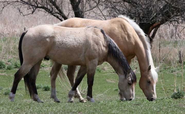 ND, Minn. animal health officials report no confirmed equine herpes cases