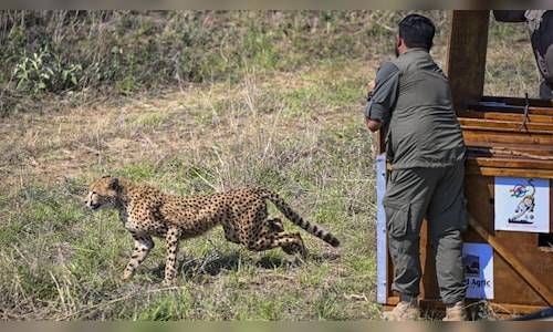 In Pics | Botswana hands over eight cheetahs to President Murmu, strengthening India’s wildlife revival project
