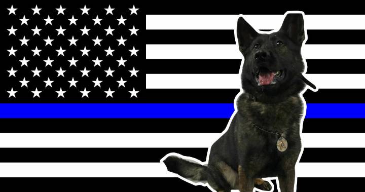 Pickaway County Mourns K‑9 Hero Joris: German Shepherd Served Six Years...