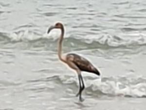 Frankie the missing flamingo spotted on coast of France