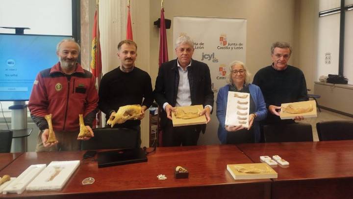 Hallan los primeros restos del oso de las cavernas en la provincia de León
