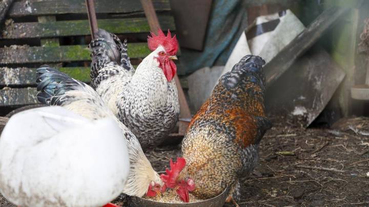 Las autoridades sanitarias de Estados Unidos confirman la primera muerte por gripe aviar