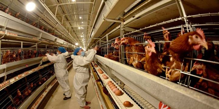 España confina a todas las aves de corral