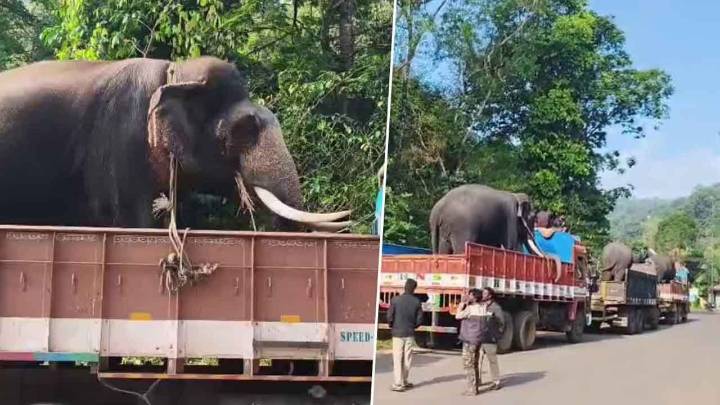 Operation to capture killer elephant begins in Sringeri after two deaths