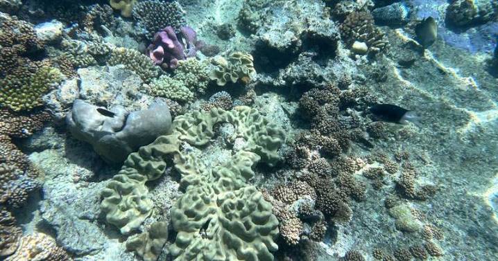 Reef fate bleak, not fatal, under coral
