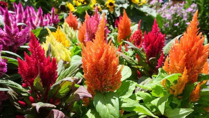 Tres plantas con flores resistentes al calor que conviene sembrar en octubre