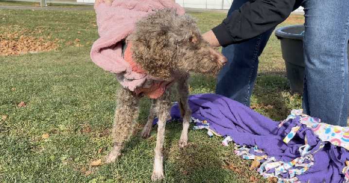 Monroe County targets animal abandonment amid shelter crisis