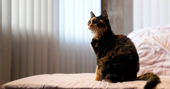 Pets contribute to greenhouse gases like us. Here's how to reduce their carbon pawprint