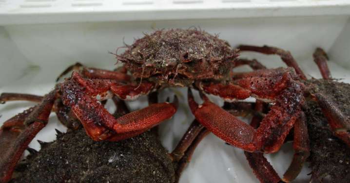 El secreto gallego para cocer el centollo: un método tradicional que marcará la diferencia en tu mesa navideña