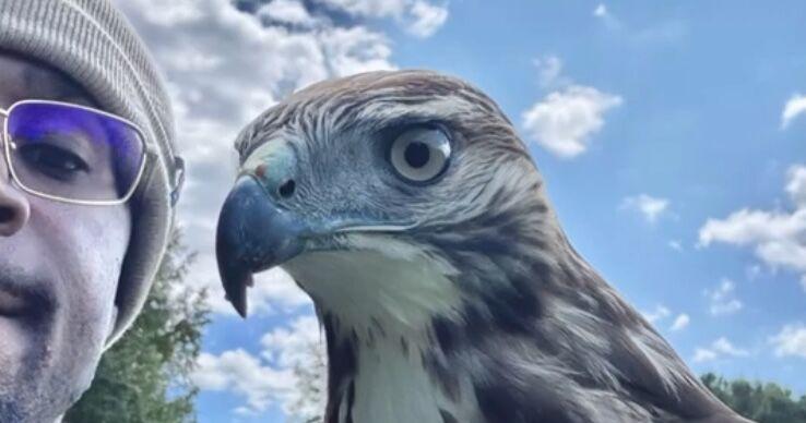 Clemson football alum finds falconry with hawk named Draven