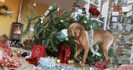 I'm a dog trainer and there's simple method which makes pets ignore Christmas tree