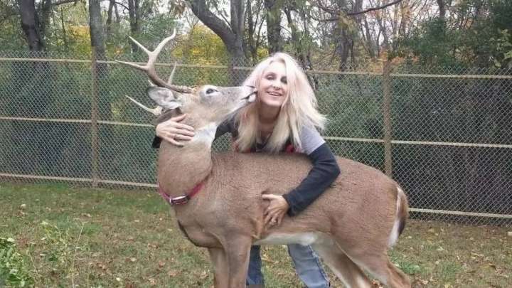 Muere una mujer tras ser atacada por un ciervo al que rescató y al que intentaba domesticar