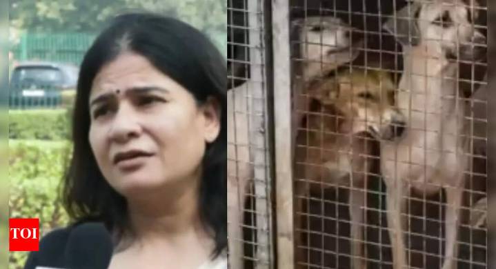 'Going to be a nightmare in country': Animal rights activist fumes over SC directive to remove stray dogs from all institutions