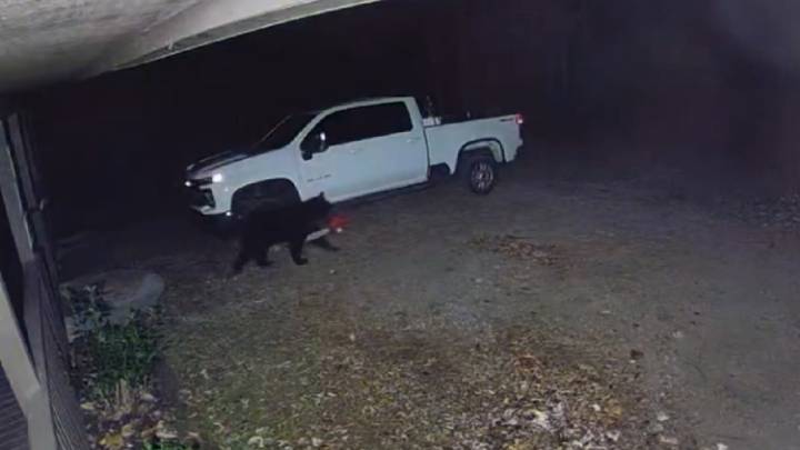 Video captures bear waltzing off with man's brand new chainsaw