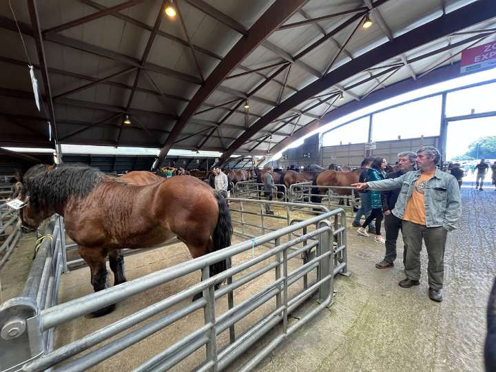 URA urge al Principado la tramitación online de las altas de ganado equino