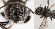 'Lucifer' bee with horns discovered in Australia