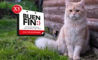 Las mejores compras para tu gato este Buen Fin 2025, según la IA