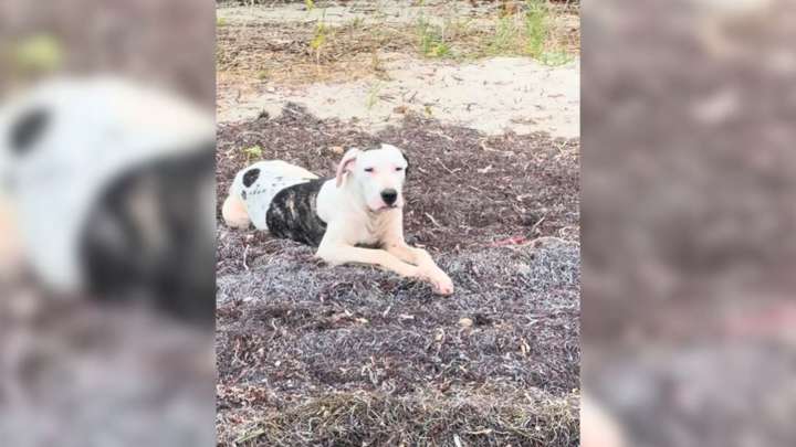 Pennsylvania Couple’s Ordinary Day On The Shore Becomes Extraordinary Thanks To One Loving Dog