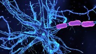 Scientists Identify Neurons Driving Anxiety