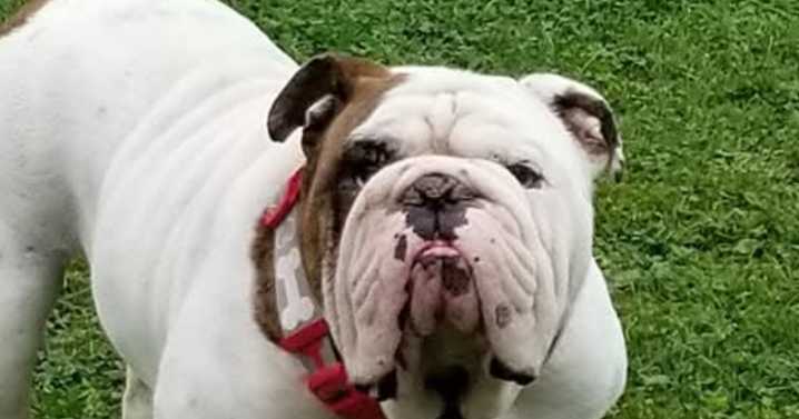 Nov. 10-16: Here is this week's Dog Walking Forecast photo gallery!