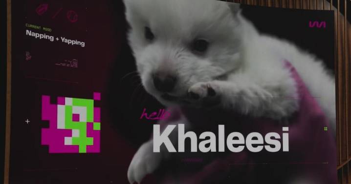 Want to clone your pet? For a pretty penny, you can