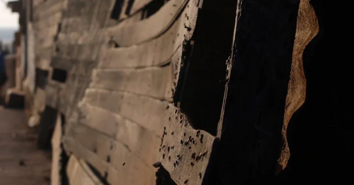 Viviendas fueron entregadas este año: Denuncian plagas de moscas y ratones por culpa de empresa agrícola en La Calera