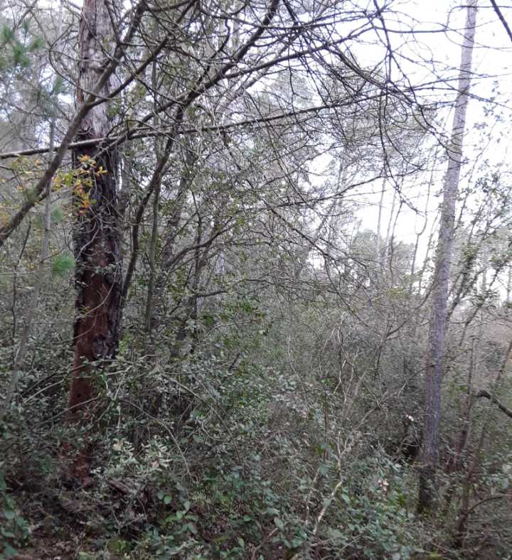 El CIEF encuentra rodales de alta naturalidad en Buñol, Barx, Bicorp y Chera