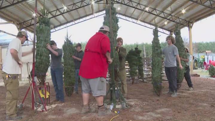Triad Christmas tree farms say supply is strong this year, even after Hurricane Helene