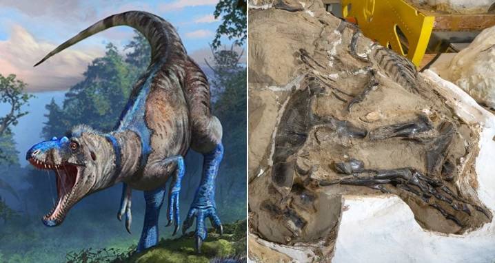 Scientists Say A 'Teen Rex' Fossil Is Actually A Different Species