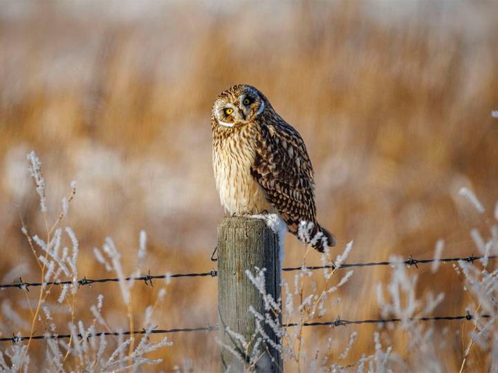 On the Road: Owls in the frost