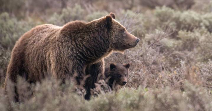 Bear essentials: What's the value of a Yellowstone bruin? New study provides estimate