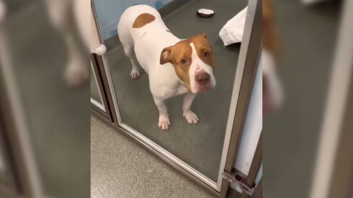 Loyal Pup’s Joy Dims In Florida Shelter After Realizing Her Human Isn’t Coming Back