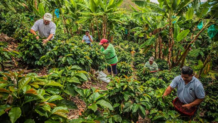 El 2025 ha sido el mejor año para el café colombiano; este es el balance que entrega Fedecafé