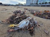 Macabro hallazgo de restos de un ritual esotérico en la playa de San Lorenzo, en Gijón