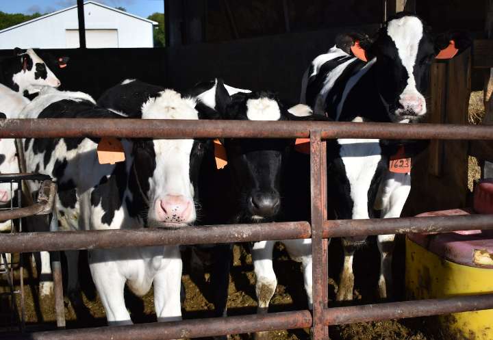 New case of bovine tuberculosis found in Northern Michigan beef herd