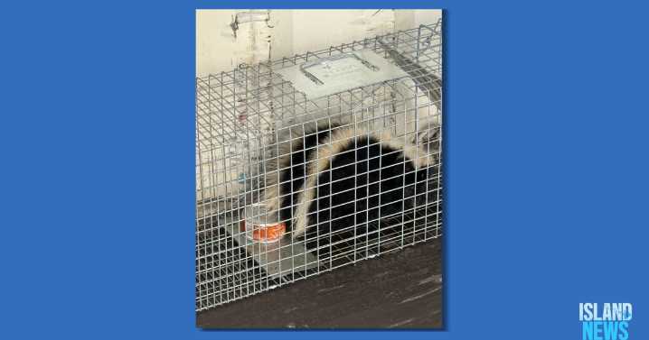 Live skunk caught at Hilo Harbor