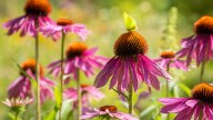 Can You Grow Coneflowers From Seed In The Fall Or Is It Too Late?