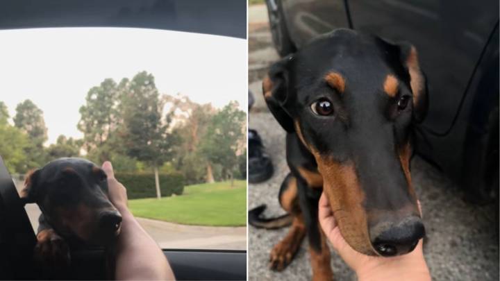 Lost Doberman Appears At California Couple's Car Window And Steals Their Hearts