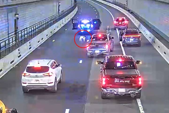 Dog Rescued from One of Boston's Busiest Traffic Tunnels During Rush Hour
