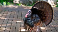 The Conservation Success That Saved Wild Turkeys across the Country