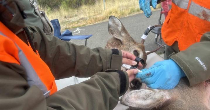Chronic wasting disease detected in Spokane County deer