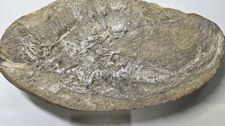 This Is the First Extinct Species Ever Found in Fossilized Barf