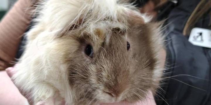 Pet of the Week: Meet Einstein and Newton!