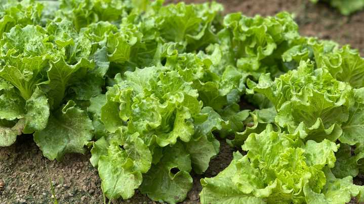 For An Endless Supply Of Lettuce Try This Clever Harvesting Method