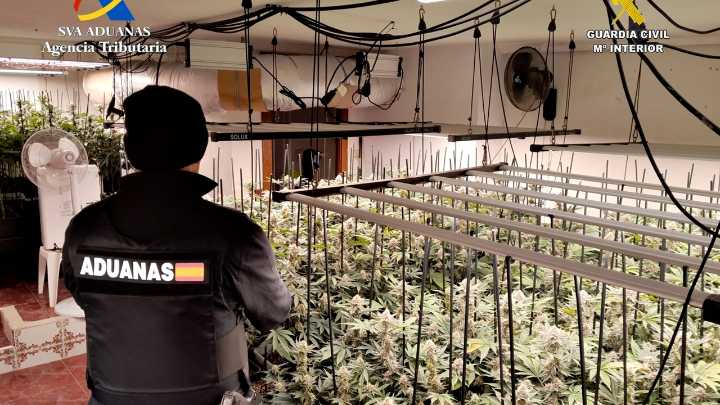 Desmantelan en un pueblo de Guadalajara una plantación "indoor" de marihuana: más de 600 plantas incautadas