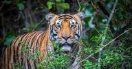 Safari, trekking in Nagarahole, Bandipur closed till rescue of conflict tiger