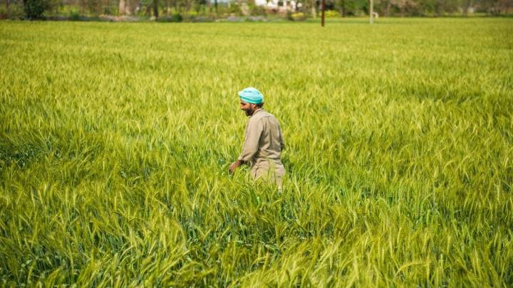 'Opens Space For Premium Products': Trump Tariff Exemption Boosts Indian Farm Exports