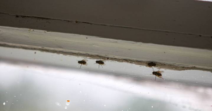 Devon resident places sign in window of home urging others not to call police